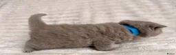 British Shorthair cats for sale: Beautiful Purebred British Shorthair Kittens - Advert 10