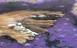 Cocker Spaniel dogs for sale: Show Type Cocker Spaniels Health Tested Parents  - Image 3