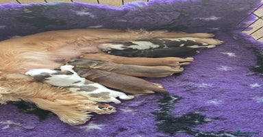 Cocker Spaniel dogs - Advert 2