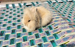 Lionhead rabbits for sale: Fluffy Pure Lionhead Baby Bunnies - Rare colours - Image 4