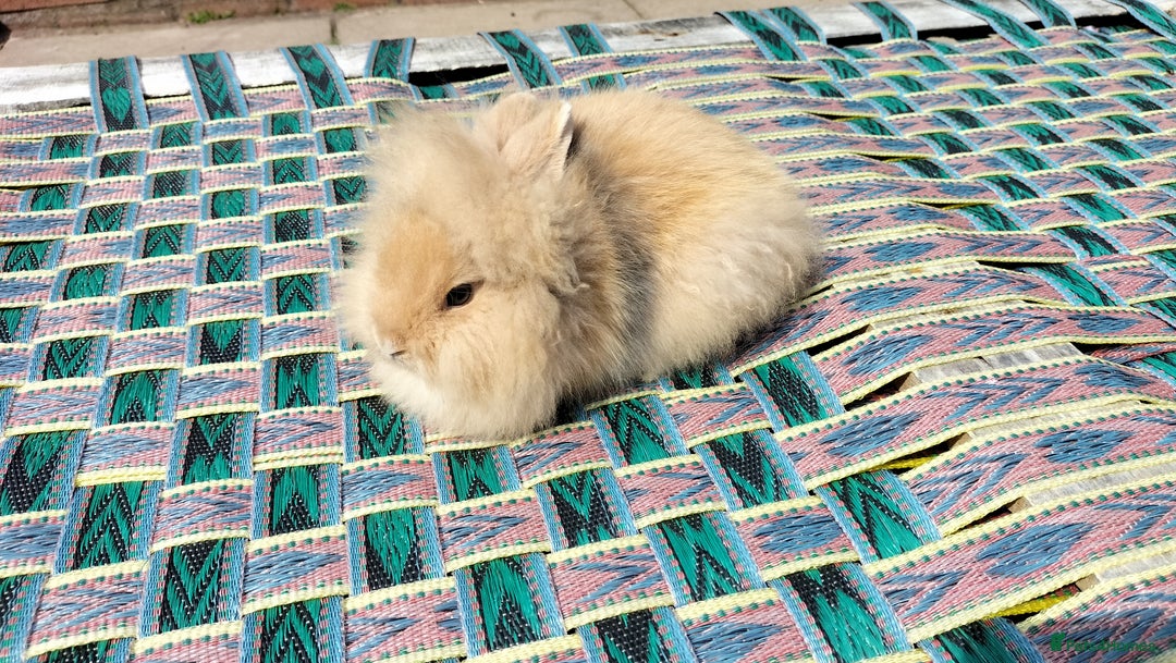 Lionhead rabbits for sale: Fluffy Pure Lionhead Baby Bunnies - Rare colours - Image 4