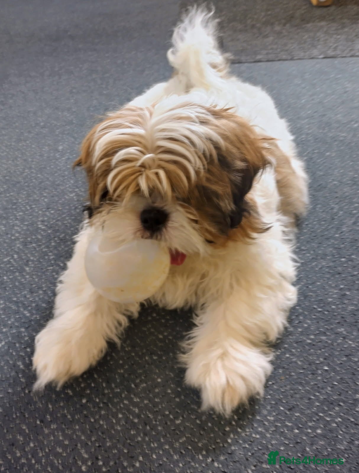 Shih Tzu dogs 2 female shih tzu puppies left - Advert 8