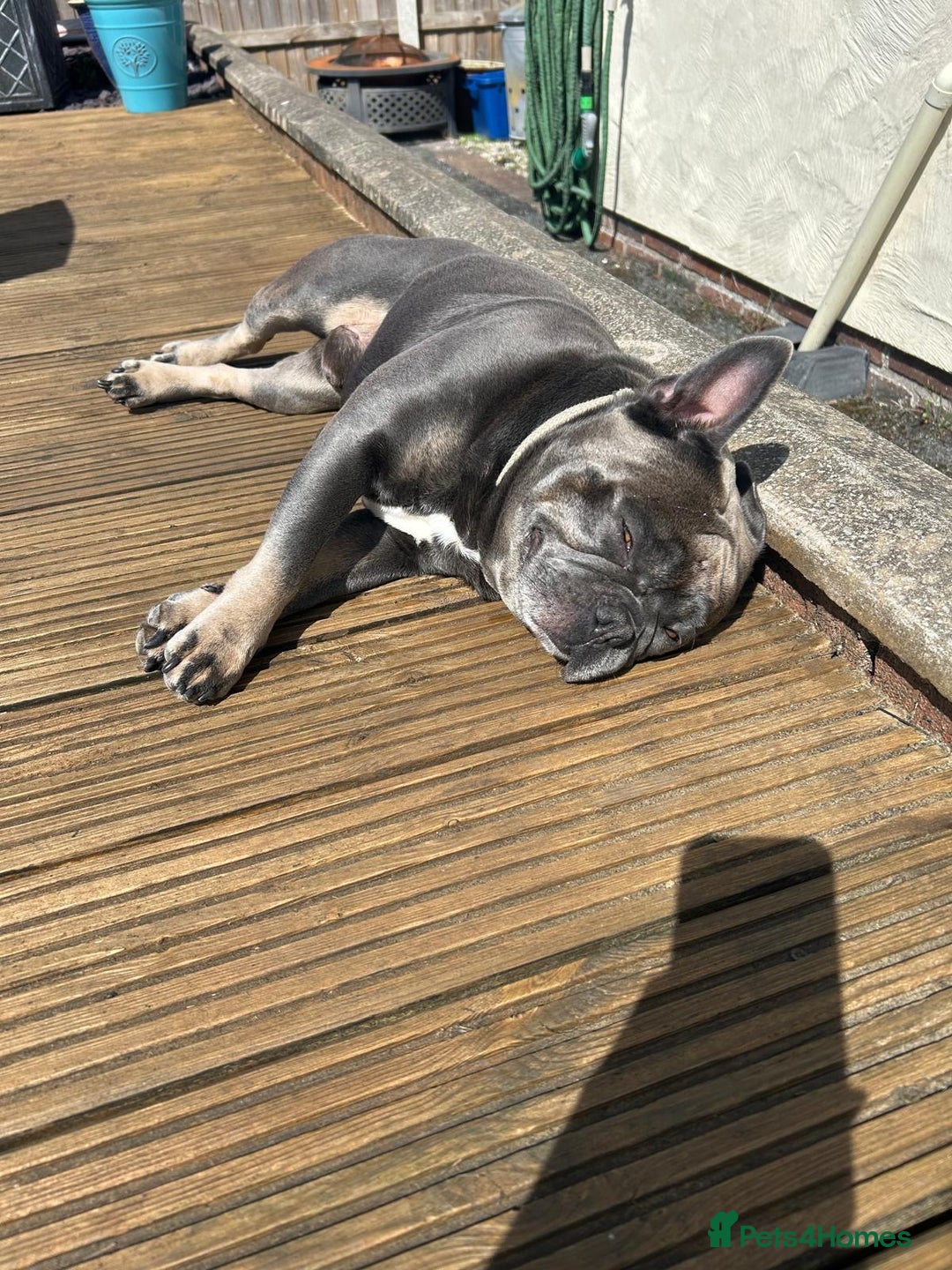 French Bulldog dogs for sale: French Bulldog male - Image 3