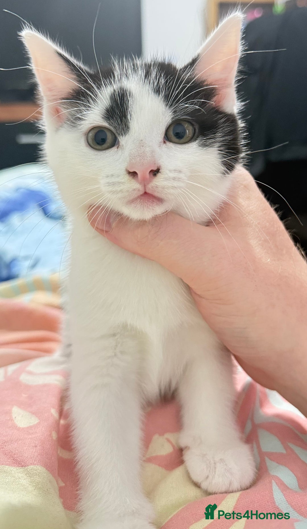 Domestic Shorthair cats for sale: Kittens ready now  - Image 6