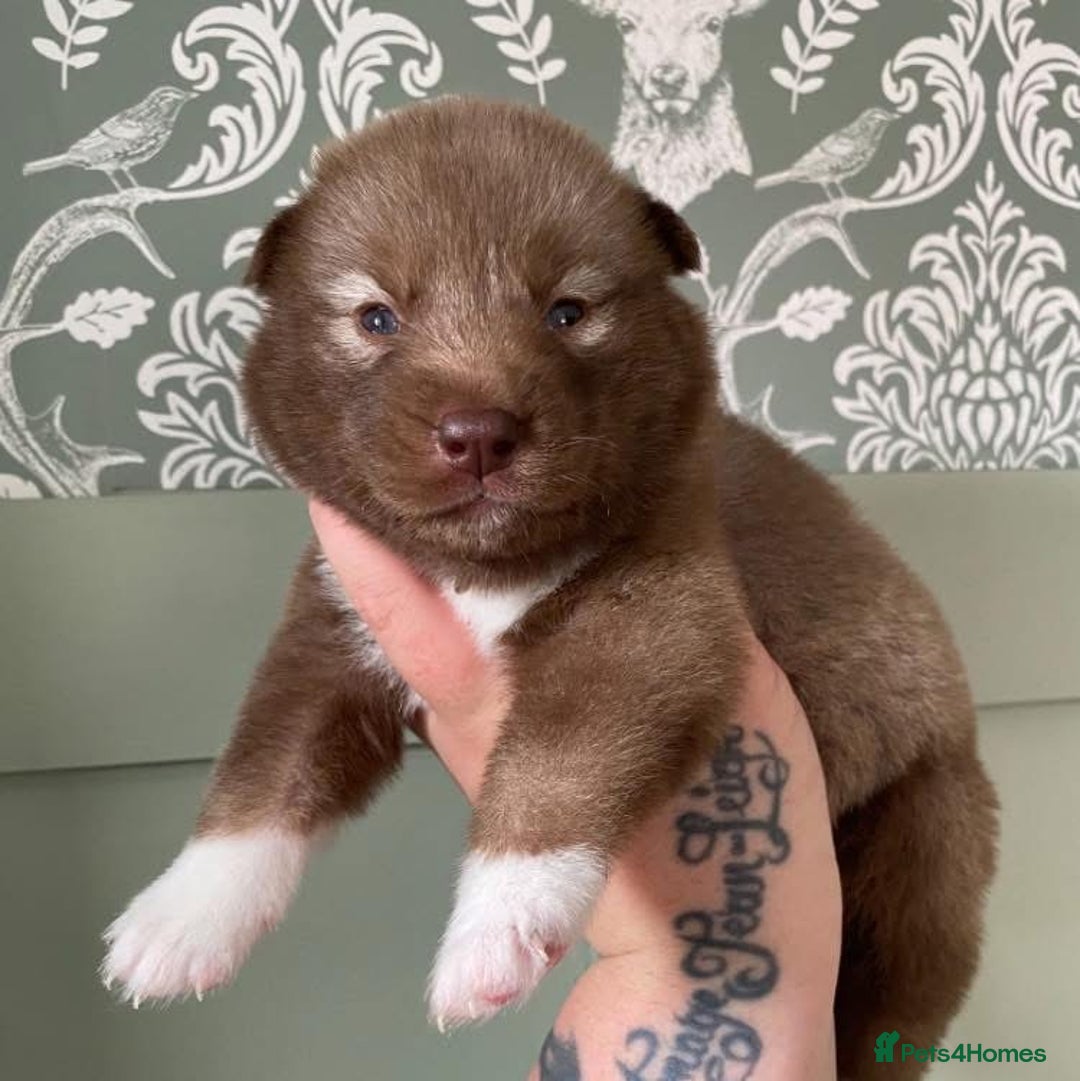 Siberian Husky dogs for stud: Togo PROVEN!! in Warwick - Advert 3