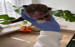 Siberian Husky dogs for sale: Pedigree Siberian Husky Puppies - Image 5