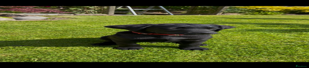 Labrador Retriever Puppy 1