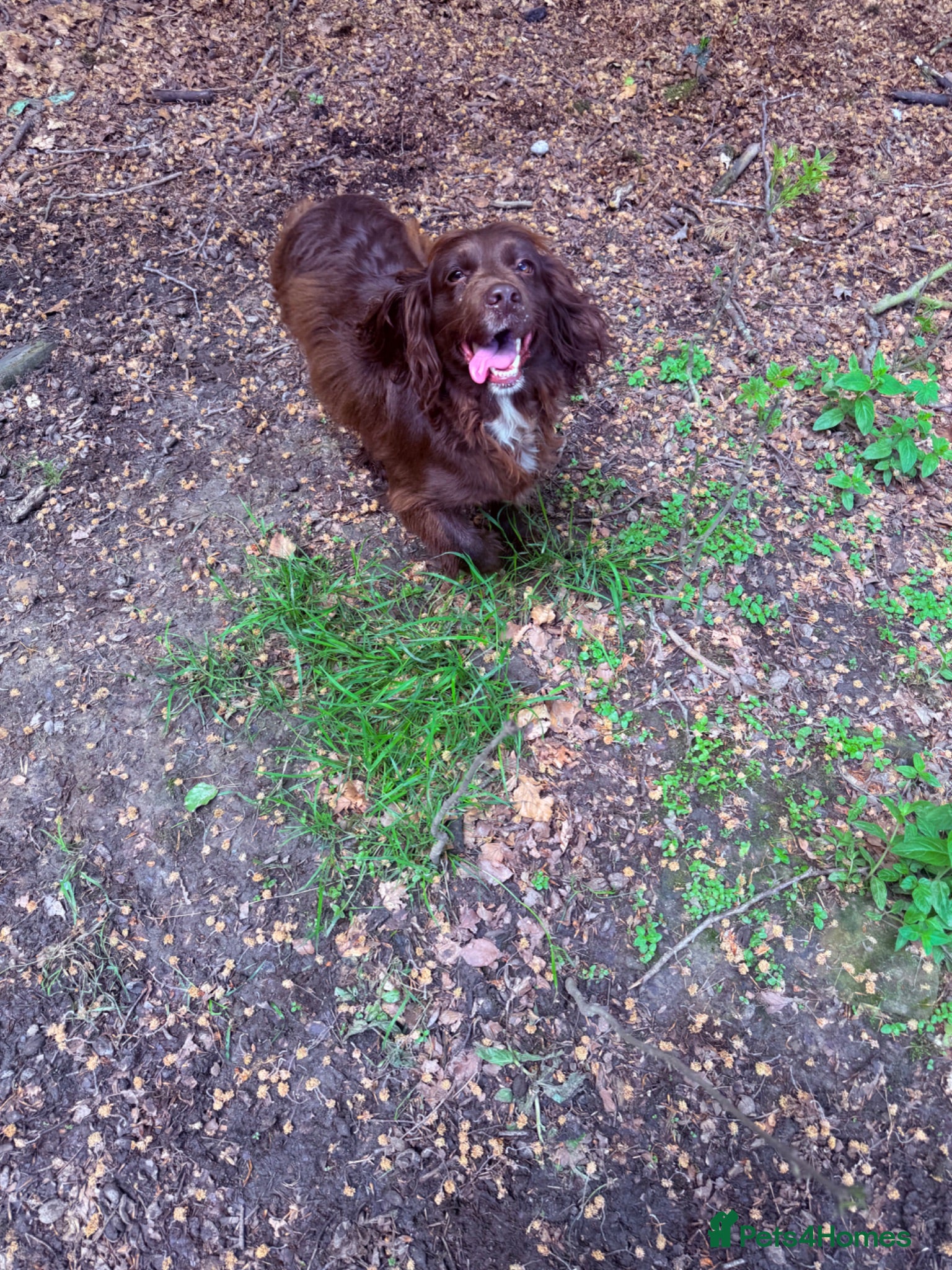 Cocker Spaniel dogs Working cocker spaniel  - Advert 1