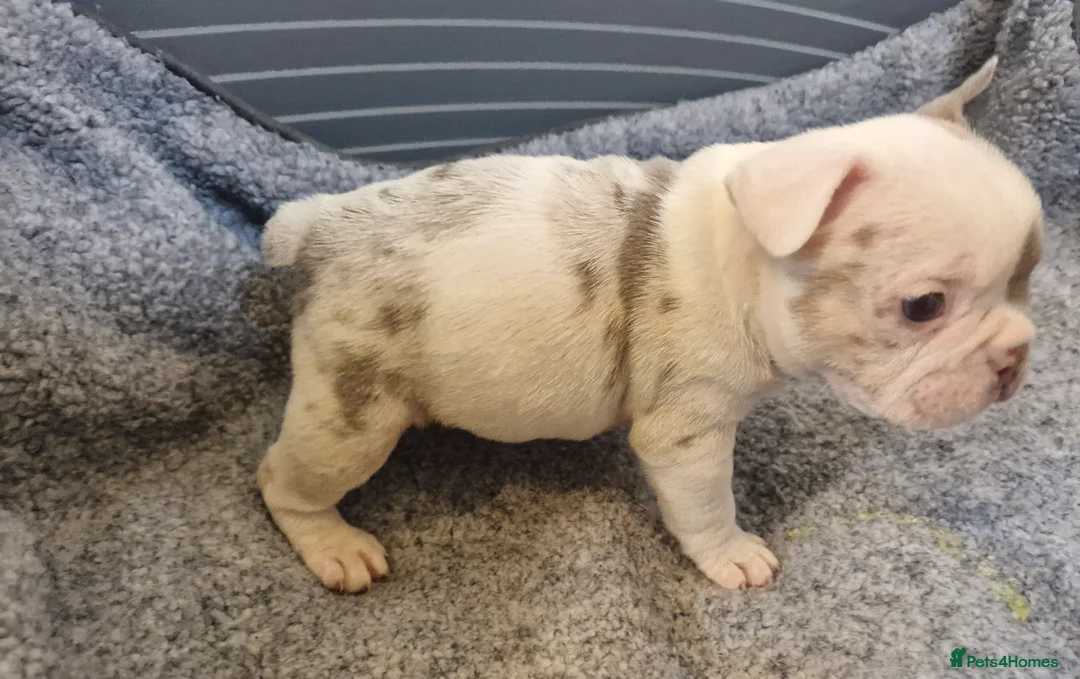French Bulldog dogs for sale: Stunning dwkc merle french bulldogs  - Advert 11