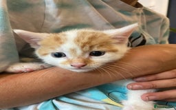 British Shorthair cats for sale: 3 beautiful British Shorthair Kittens  - Image 21