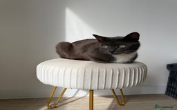 Mixed Breed cats for sale: Mother Cat & Female Kitten Looking for Loving Home - Image 6