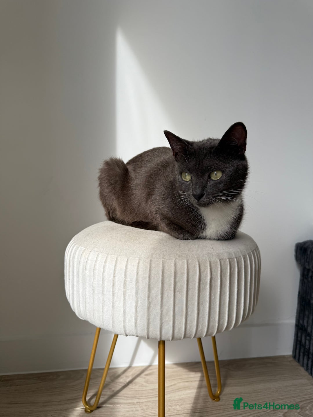 Mixed Breed cats for sale: Mother Cat & Female Kitten Looking for Loving Home - Image 6