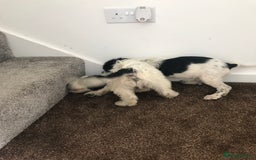 Sproodle dogs for sale: Sproodle - Image 18