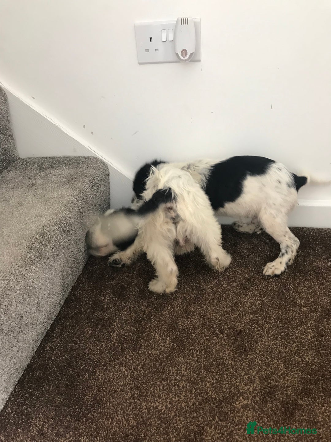 Sproodle dogs for sale: Sproodle - Image 18