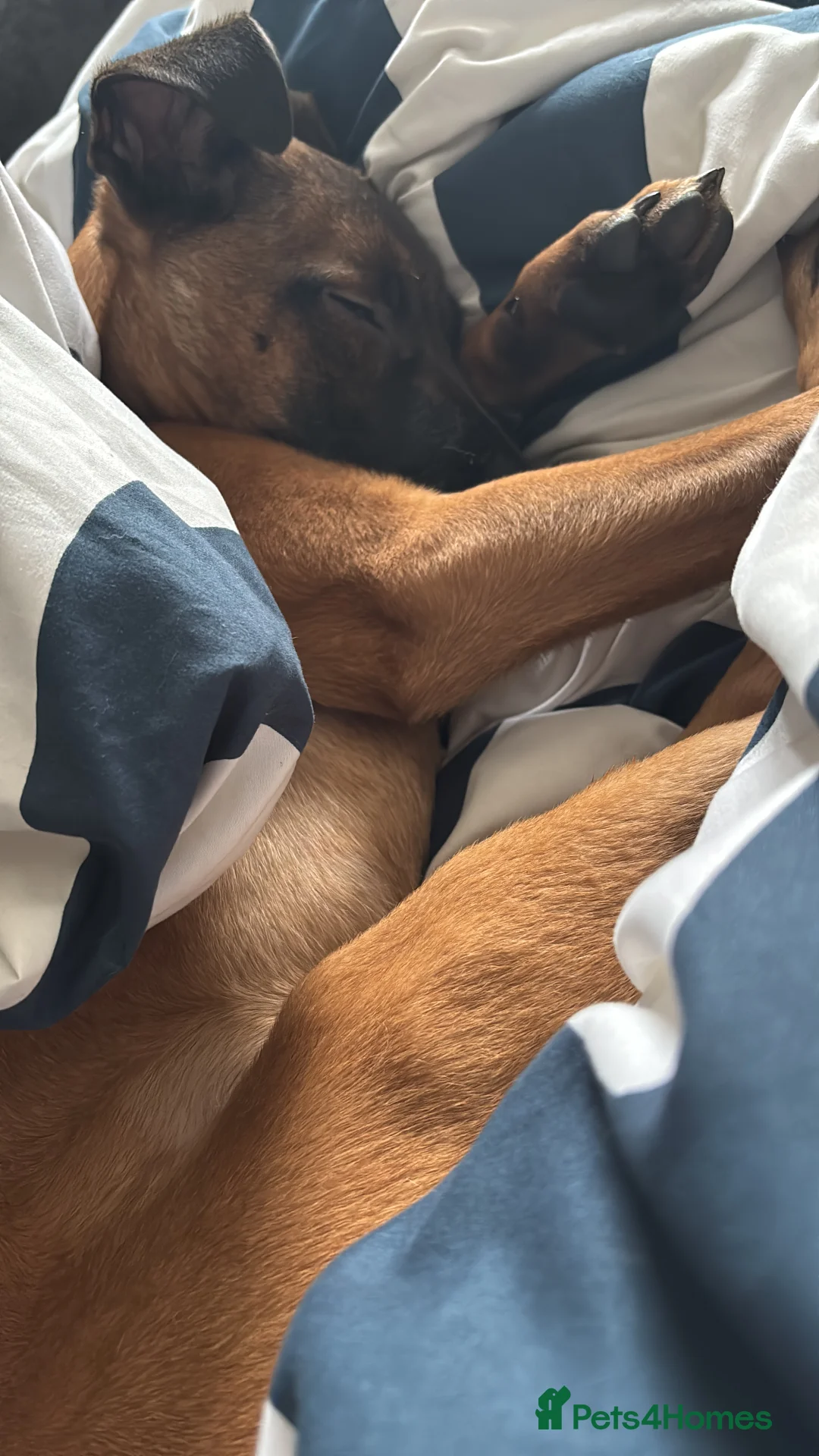 Belgian Shepherd Dog dogs for sale: Belgian Mallinois puppy  - Advert 7