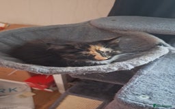 British Longhair cats for sale: Kitten almost 6 months old - Image 2