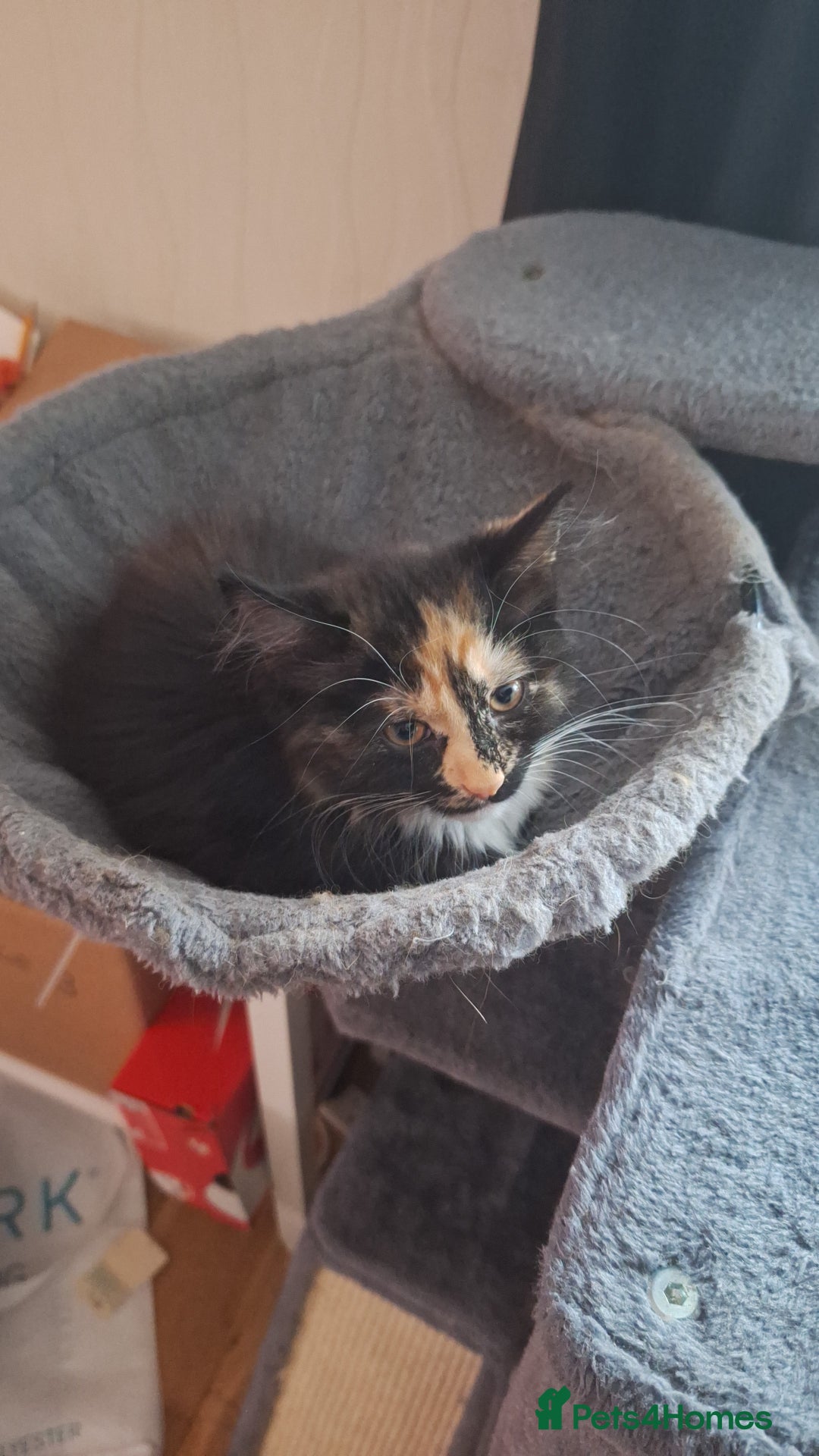 British Longhair cats for sale: Kitten almost 6 months old - Image 2