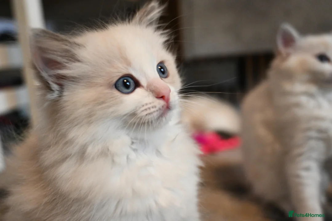 Ragdoll cats for sale: Now ready to leave – Blue Point– TICA Registered - Advert 20