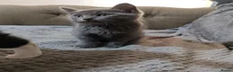 British Shorthair cats for sale: kittens  - Advert 2