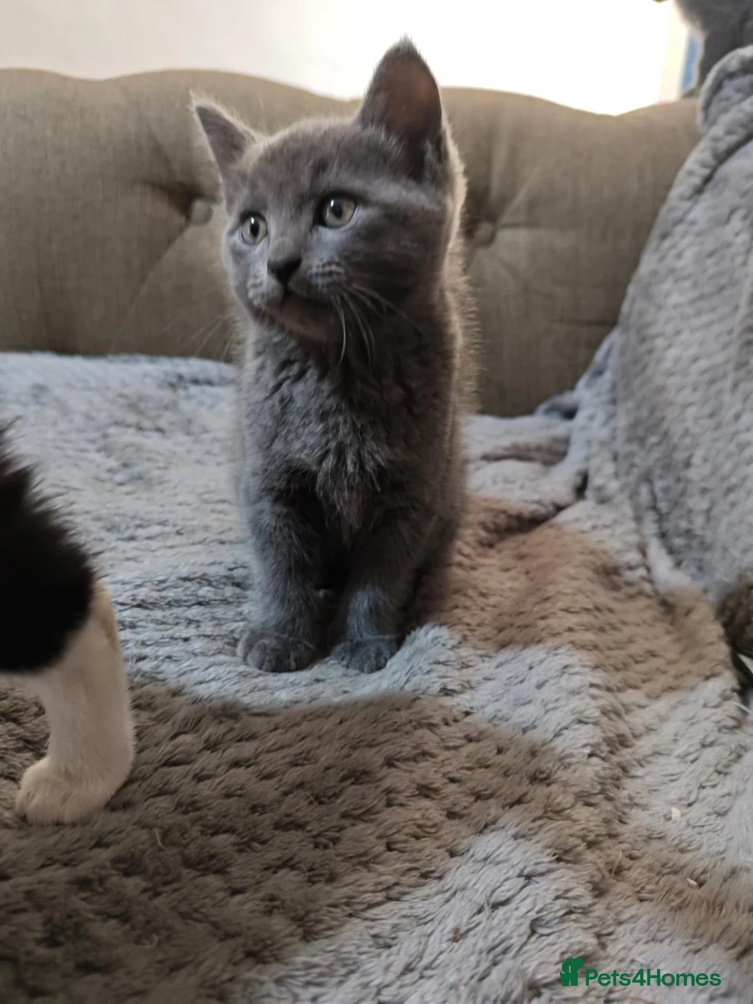 British Shorthair cats for sale: kittens  - Advert 2