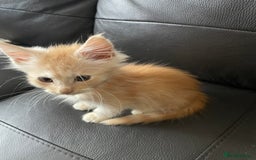 Maine Coon cats for sale: Maine Coon Cross Kittens  - Image 17