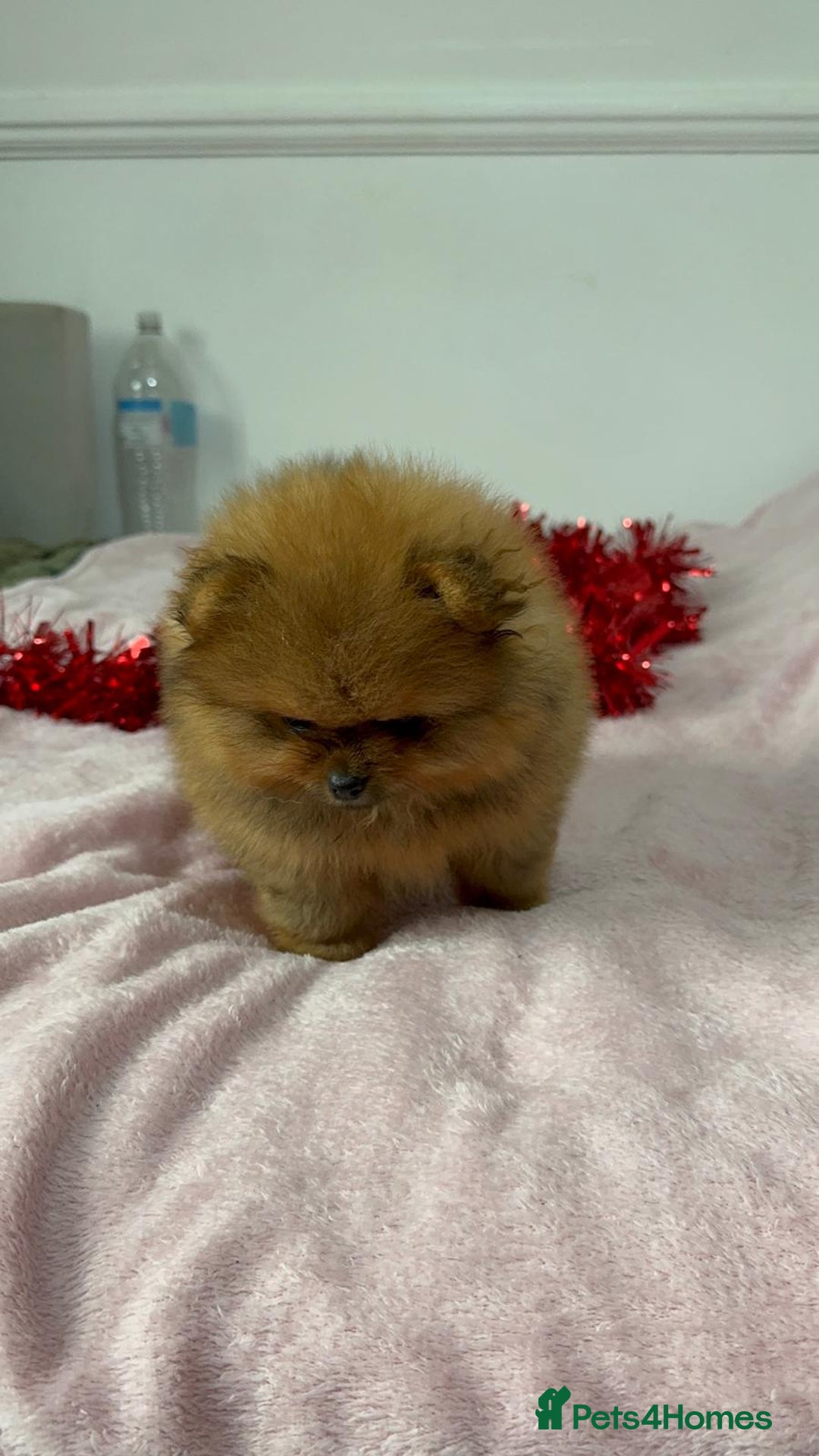 Pomeranian dogs for sale: Luxury puppy for sale - Advert 9