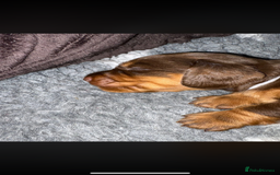Miniature Dachshund dogs for sale: Beautiful long haired chocolate dachshunds  - Image 9