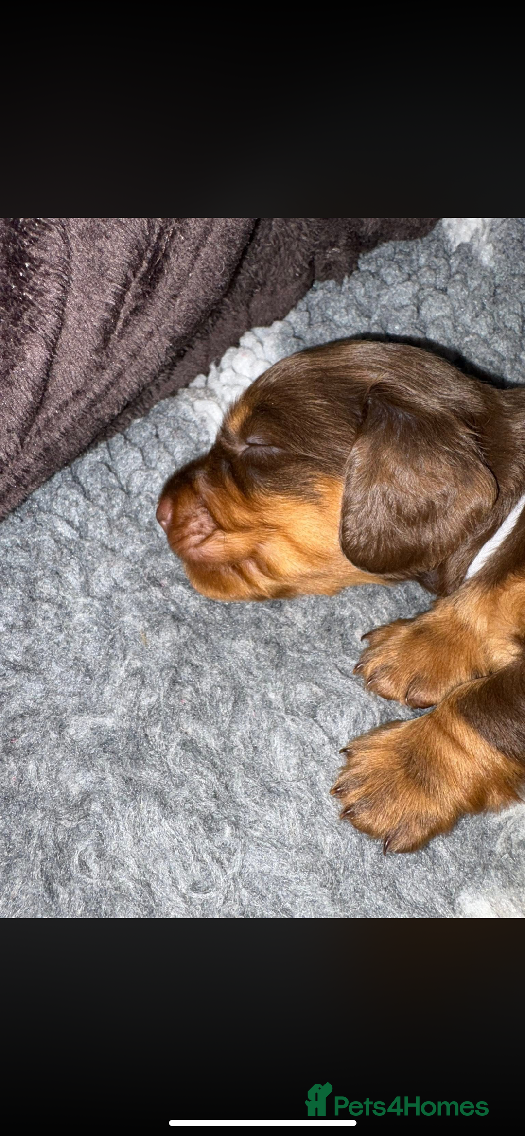 Miniature Dachshund dogs for sale: Beautiful long haired chocolate dachshunds  - Image 9