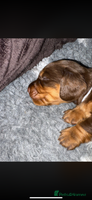 Miniature Dachshund dogs PRICE REDUCED Cute long hair chocolate dachshunds - Advert 5