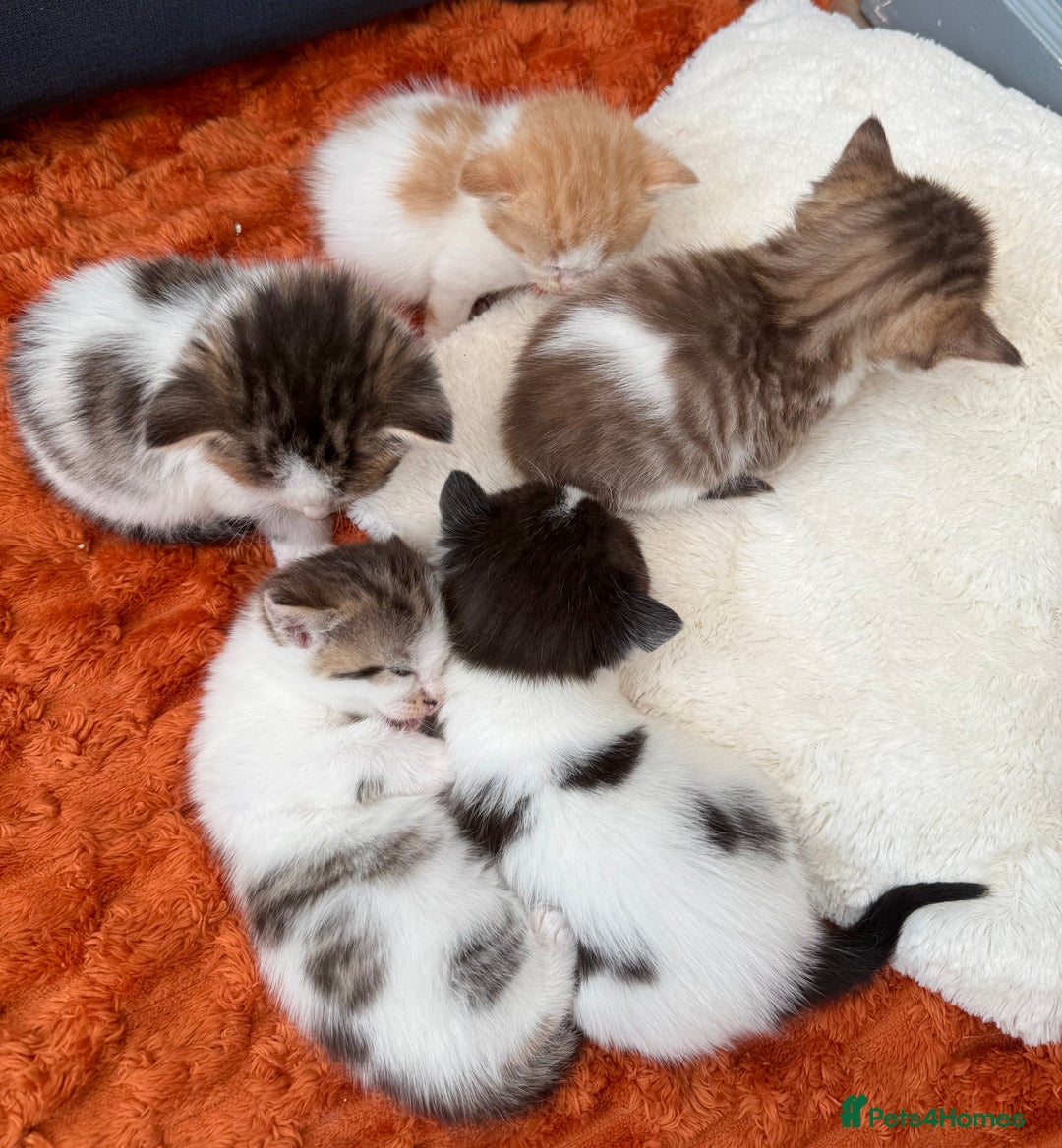 Norwegian Forest Cat cats for sale: 5 beautiful friendly boys - Image 13
