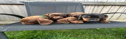 Miniature Dachshund dogs for sale: Beautiful dachshund puppy ready to leave  in Accrington - Advert 10