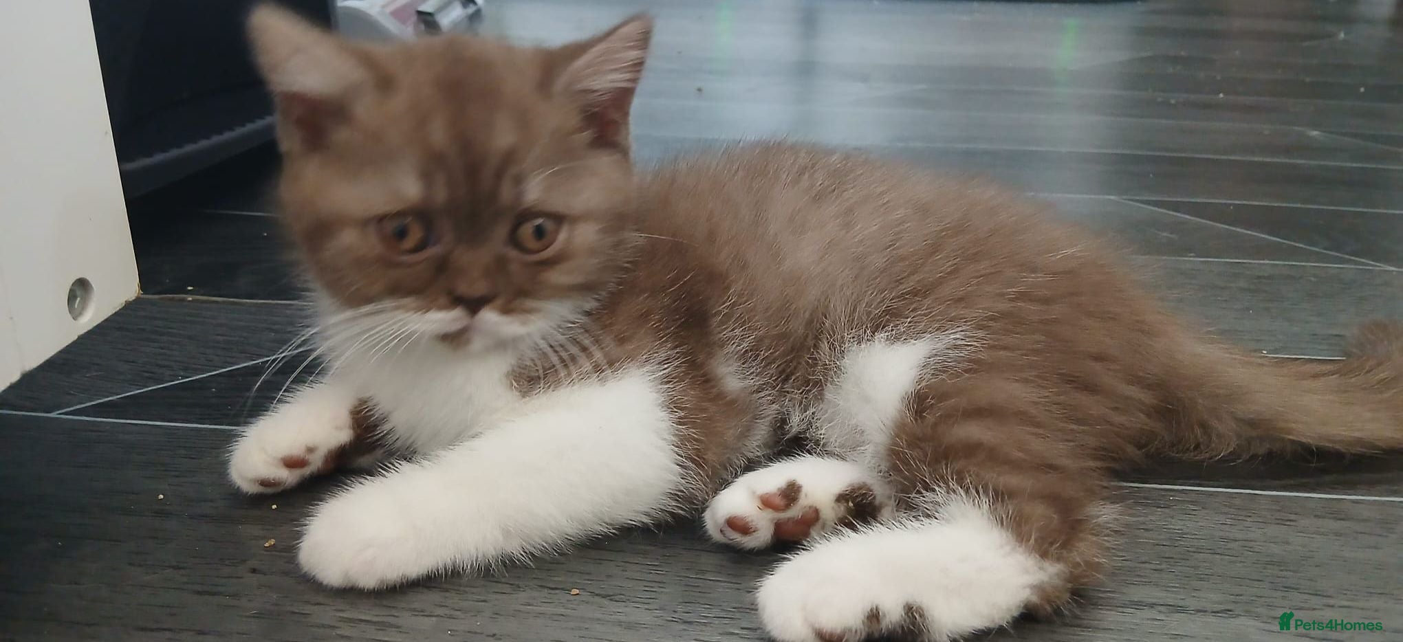British Shorthair cats LAST BEAUTIFUL BRITISH SHORTHAIR GIRL AVAILABLE - Advert 9