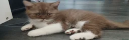British Shorthair cats for sale: Full British Shorthair Kittens - Advert 8
