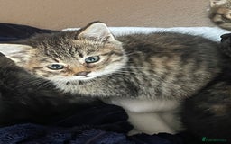 Mixed Breed cats for sale: 4 little girls  - Image 3