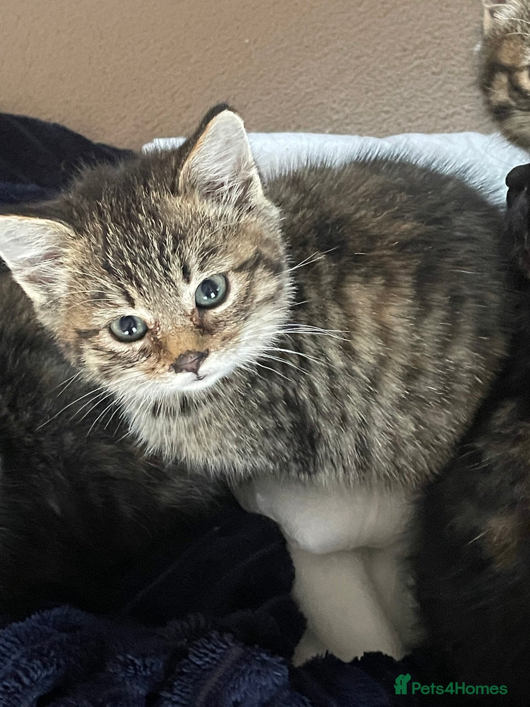 Mixed Breed cats for sale: 4 little girls  - Image 3