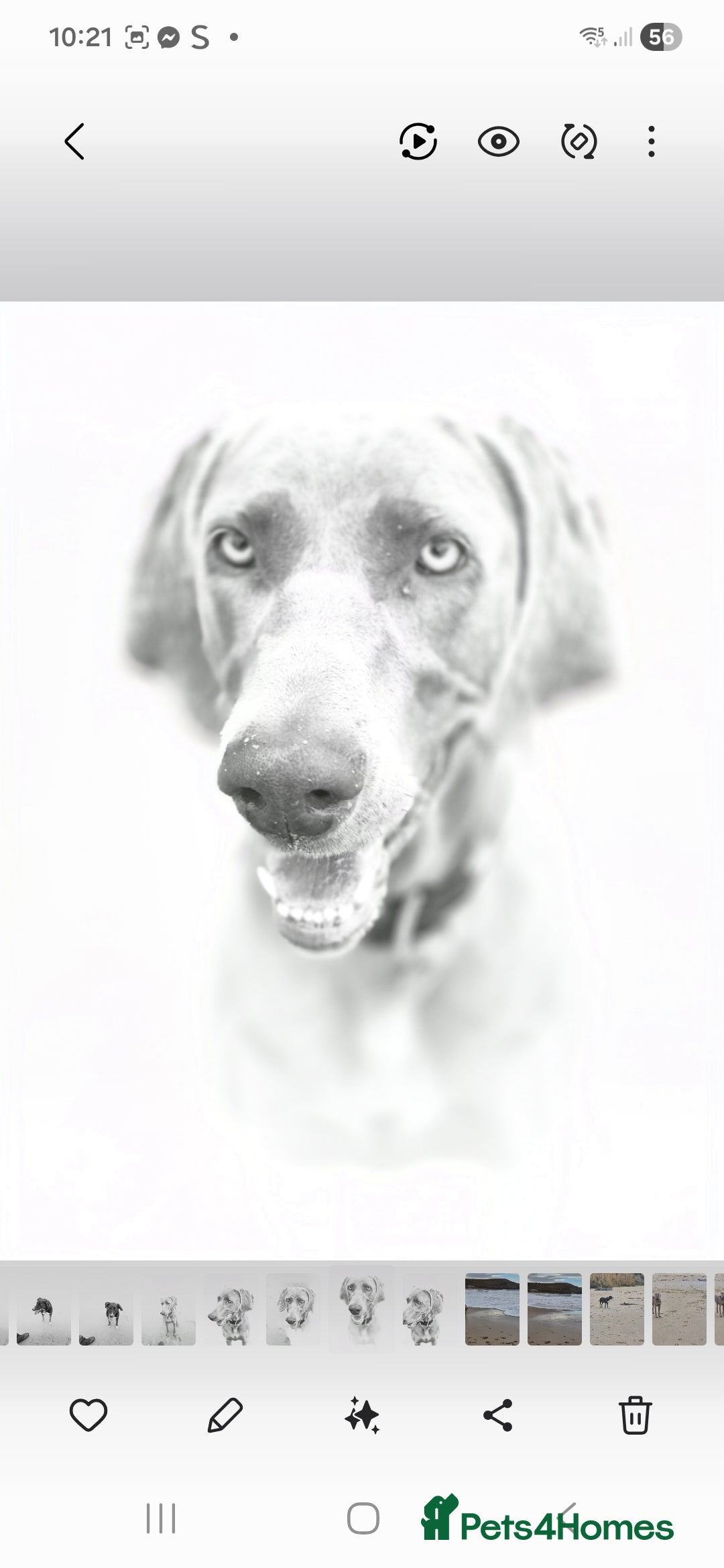 Weimaraner dogs for sale: Weimaraner KC Reg GUNALT CHAMPION BLOODLINE  - Advert 18