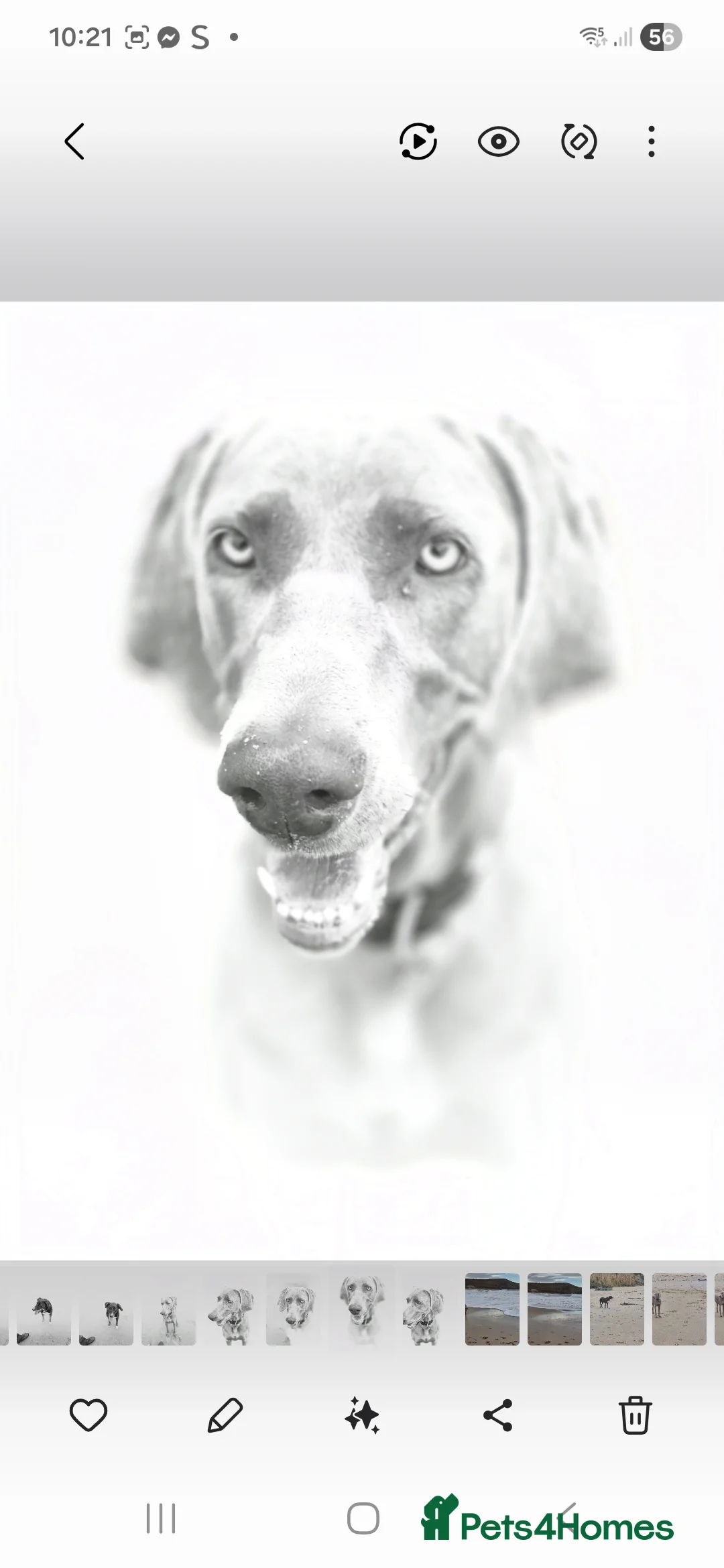 Weimaraner dogs for sale: Weimaraner KC Reg GUNALT CHAMPION BLOODLINE  - Advert 18