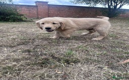 Golden Retriever dogs for sale: 4 KC registered Golden Retriever puppies  - Image 33