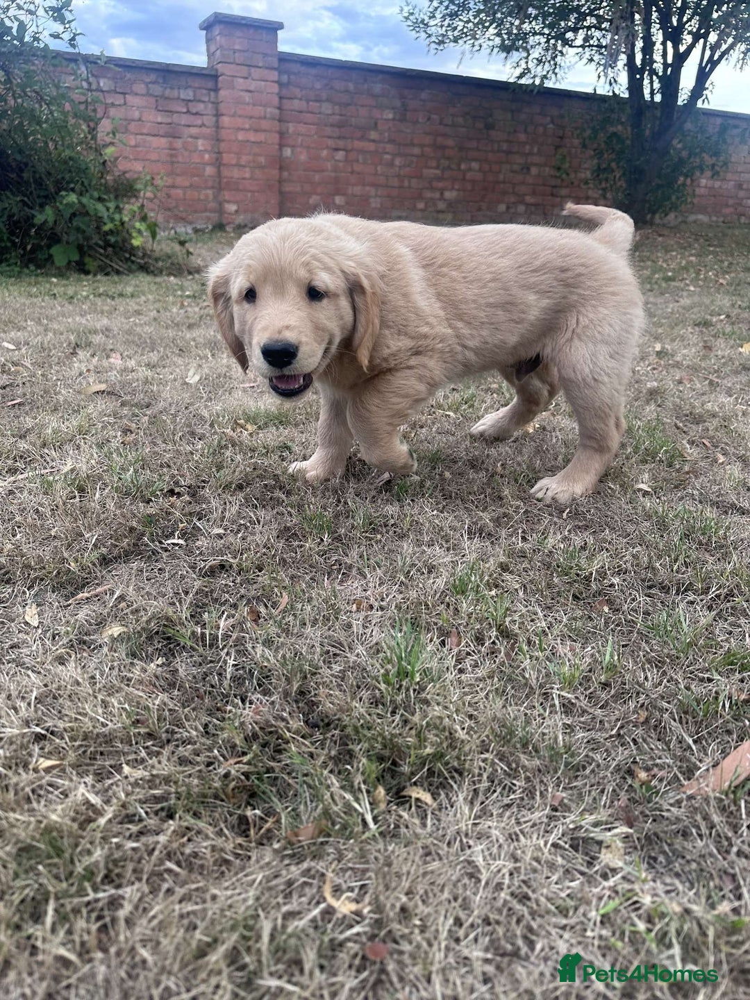 Golden Retriever dogs for sale: 4 KC registered Golden Retriever puppies  - Image 33