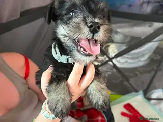 Miniature Schnauzer dogs 4 beautiful miniature schnauzer - Advert 3