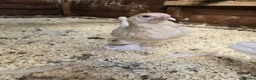 Chickens poultry for sale: Sablepoot Pullets - Advert 3