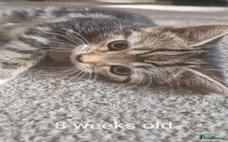 Bengal cats for sale: Male kitten Bengal X Calico  - Image 1
