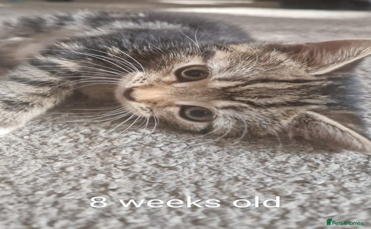 Bengal cats - Advert 6