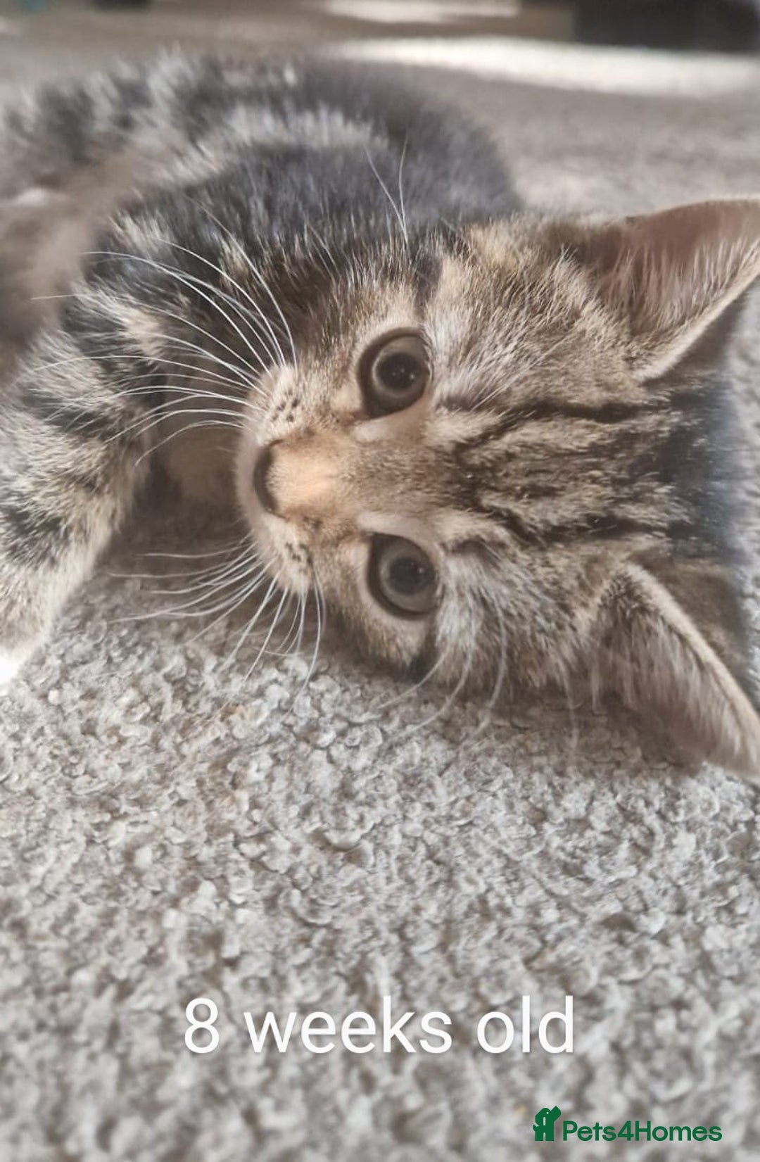 Bengal cats for sale: Male kitten Bengal X Calico  - Image 1