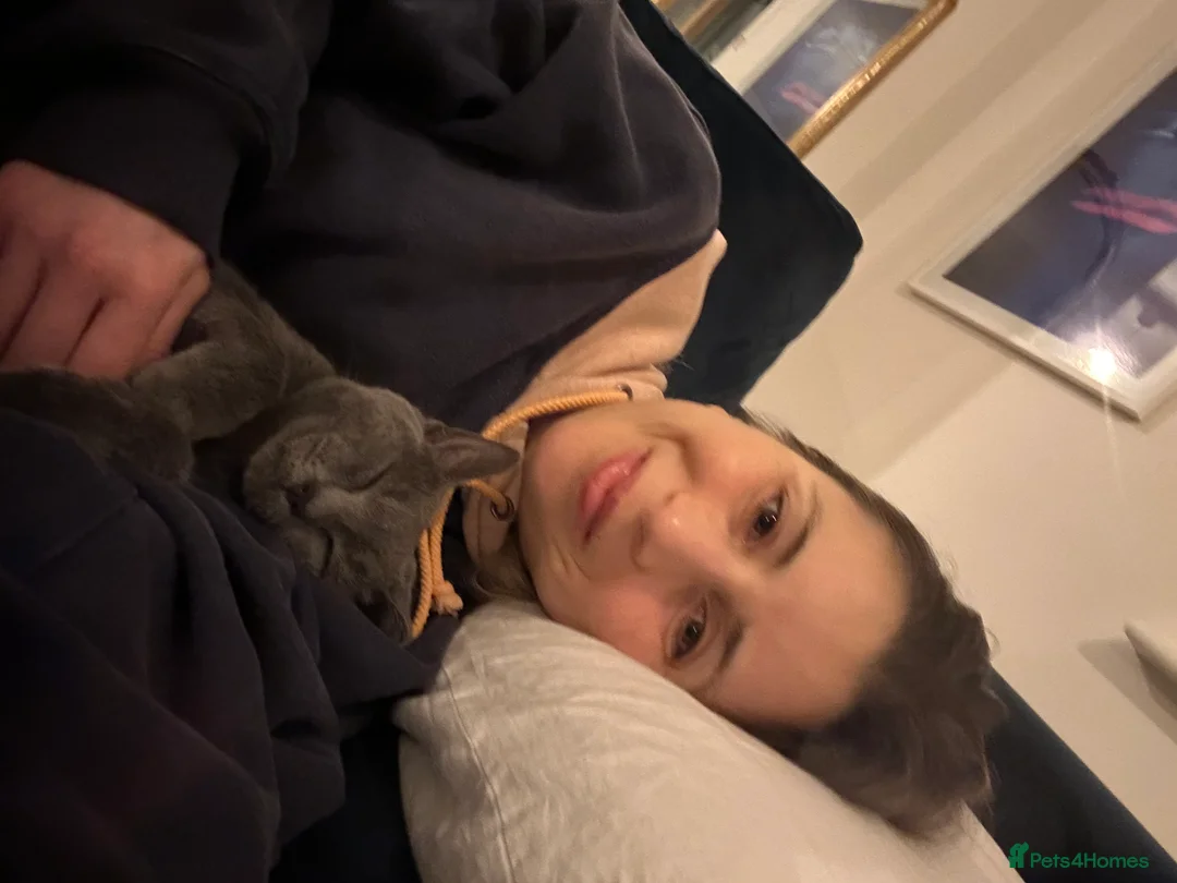 Russian Blue cats for sale: 5.5 months Russian blue  - Advert 1