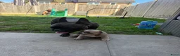 French Bulldog dogs for sale: Three stunning male French bulldogs for sale in Manchester - Advert 11