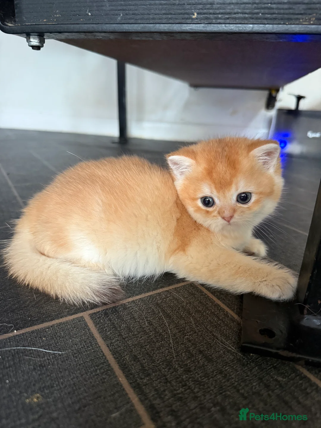 British Shorthair cats for sale: GCCF reg BSH and BLH Chocolate Golden Kittens - Advert 19