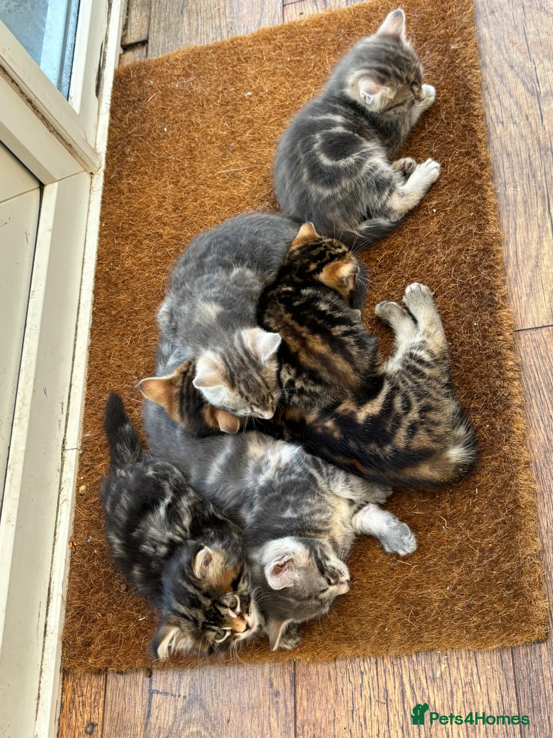 Mixed Breed cats for sale: Main Coon Mixed Kittens - Advert 14