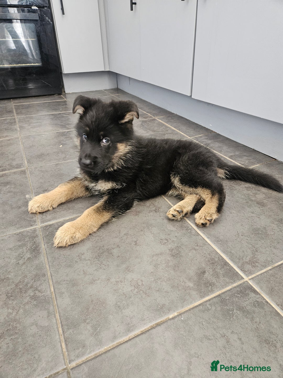 German Shepherd dogs for sale: 2 male german shepherd puppies - Image 6