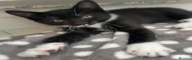 Black and white Male 